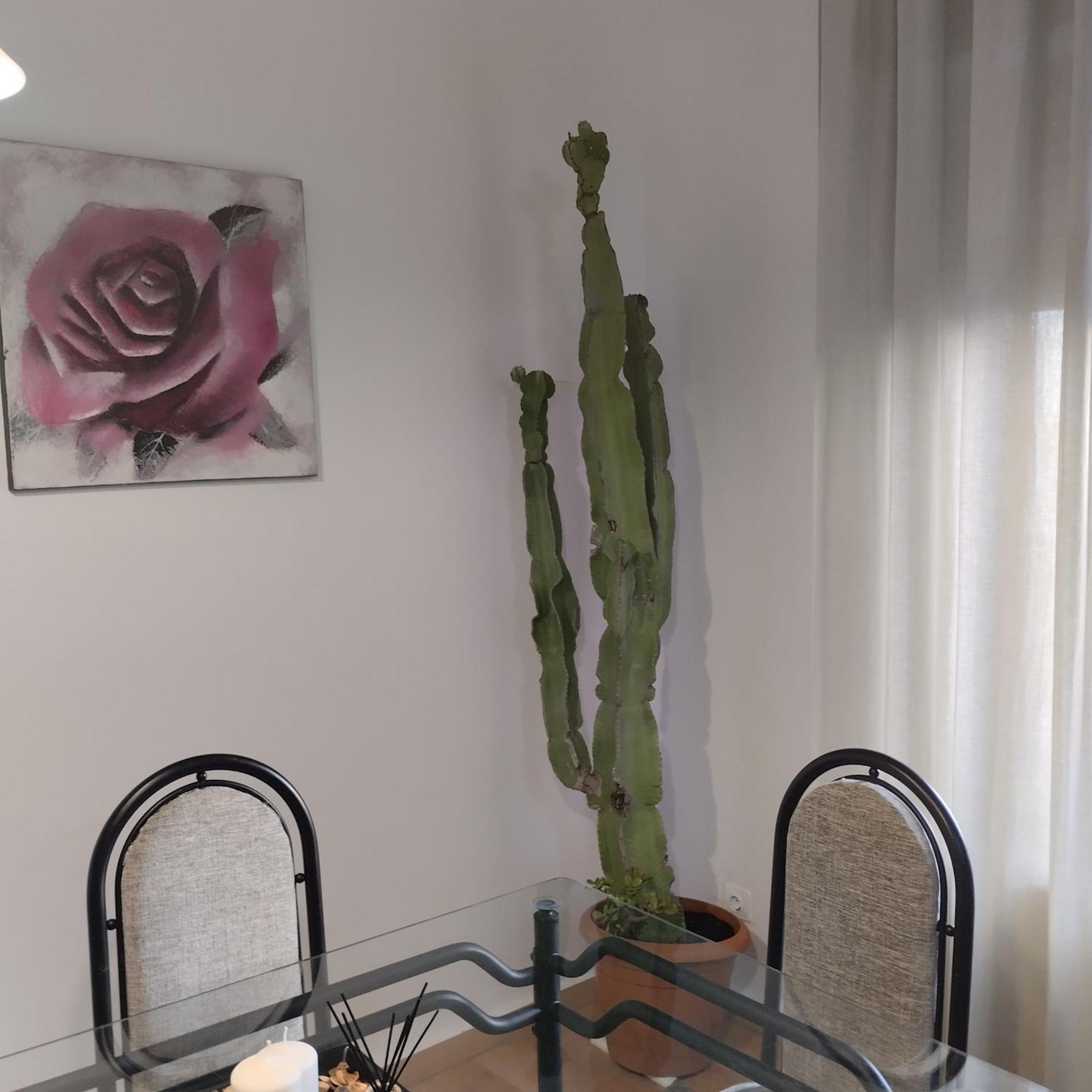 Apartamento Esperanza De La Yedra Jerez de la Frontera Dış mekan fotoğraf